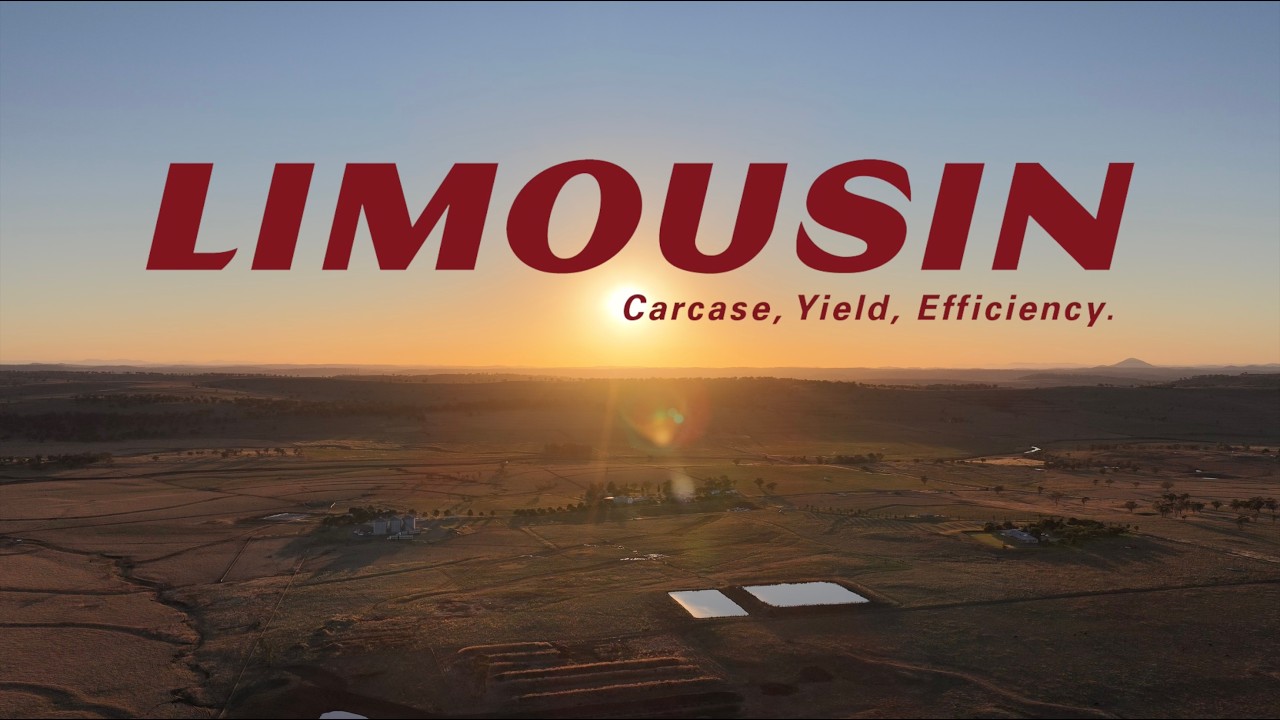 Limousin Cattle Australia