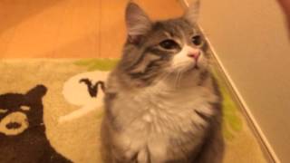 お出迎えする猫 ノルウェージャンフォレストキャット Norwegian Forest Cat to welcome