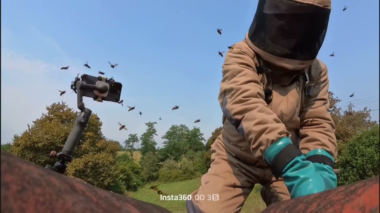 Frelons asiatiques : vigilance maximale pour les prochains mois 