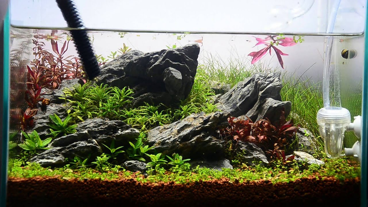 Journal Aquascape 35X25X25 water change YouTube