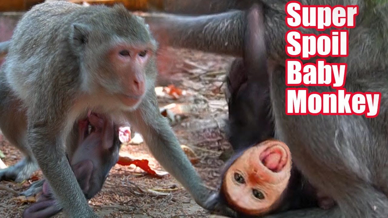 Super spoiled baby monkey Camo really hungry trying seizure to insist milk bresting