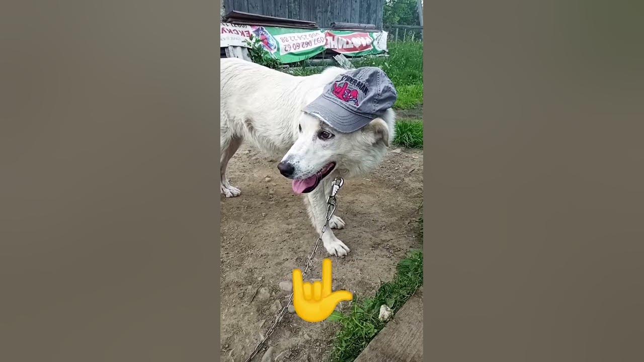 Білка в кепкі🤟 ️🇺🇦🤟 ️🇺🇦💪🤣🤣🤣🤣🤣 - YouTube
