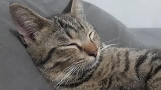 Namanya Bibo, Kucing Nya Aiq Dan Didi