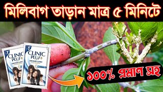 মাত্র ১ টাকায় যে কোন গাছের,মিলিবাগ দমনের ১০০ % কার্যকরী ঘরোয়া পদ্ধতি। simple solution for mealybug