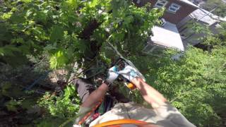 Silver Maple Prune