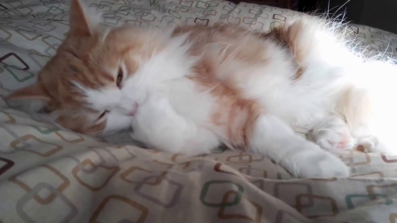 猫カフェ 横浜 Cat, PRIN is awakening task in the morning sunshine.