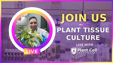 LIVE Orchid sterilization with Francisco – Plant Tissue Culture