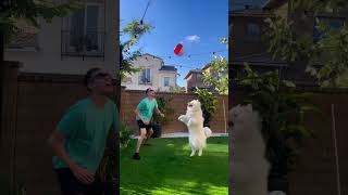 Beach Ball Dog Fun!