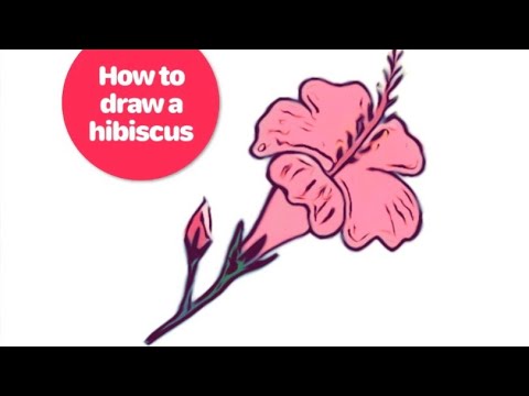 How to draw hibiscus - YouTube