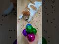 뭉치스타 #reversevideo #marblerunandmore #cat #catvideos #reverse