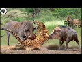 Stupid Leopard Who Didn&#39;t Notice Was Brutally Destroy By Warthog || Wild Animal Attack