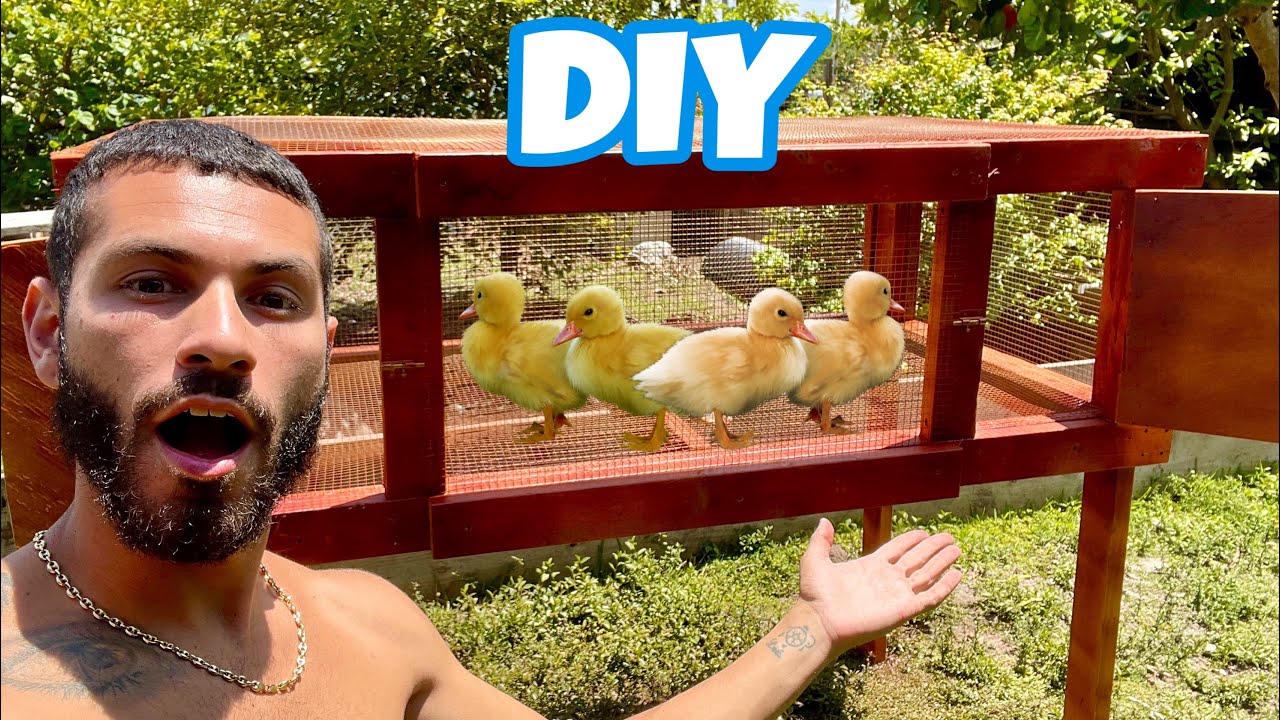 NEW Exotic BABY DUCK CAGE! YouTube