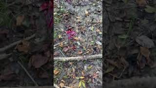 G5 m3 blood trail