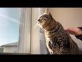 実家で一人暮らしをしていた猫（ミコ）の部屋を透明なガラスに交換