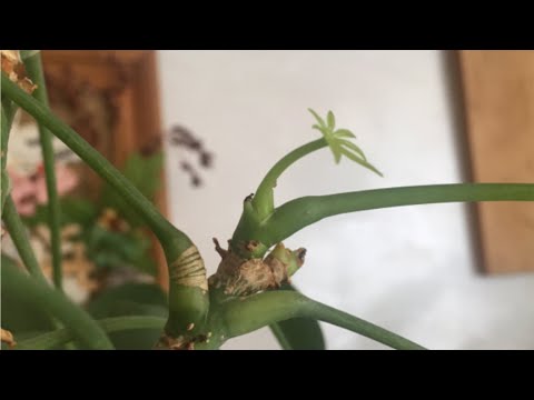 Шефлера Пестролистная-4. Молодая