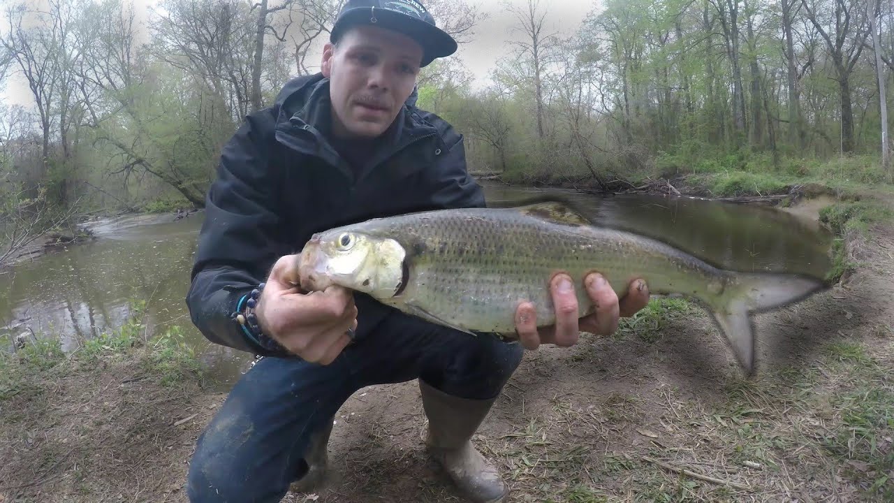 Shad Run Potomac River Shad Run - YouTube