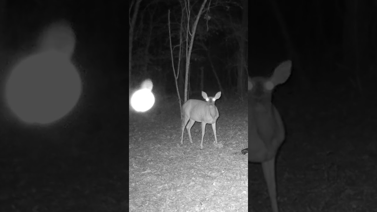 Deer attracted to Mysterious ALIEN Light!!