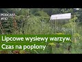 Noo 110 lipcowe wysiewy warzyw czas na poplony podcast naturalnie o ogrodach