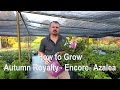 How to grow Autumn Royalty™ Encore® Azaleas with a detailed description