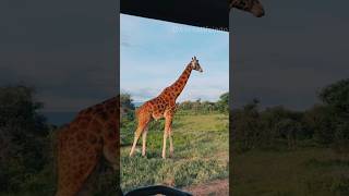 Cute Giraffe Drinking Water 🦒💧 | Heartwarming Wildlife Moment #Shorts #youtubeshorts #shortsfeed