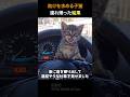 助けを求める子猫を連れ帰った結果