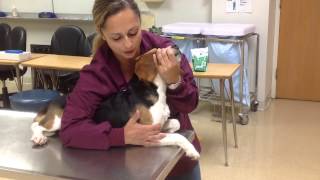 Restraining a dog for a jugular venipuncture