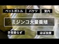 メダカ用❗️ミジンコの増やし方　バケツとペットボトルで永久機関に！