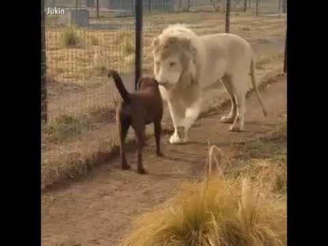 İnsan ve Hayvanlar arasındaki inanılmaz dostluk bağları.