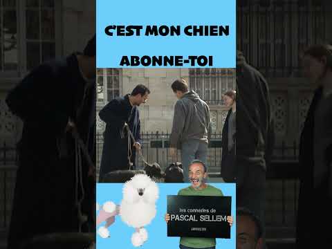 Le chien de Pascal Sellem fait pipi