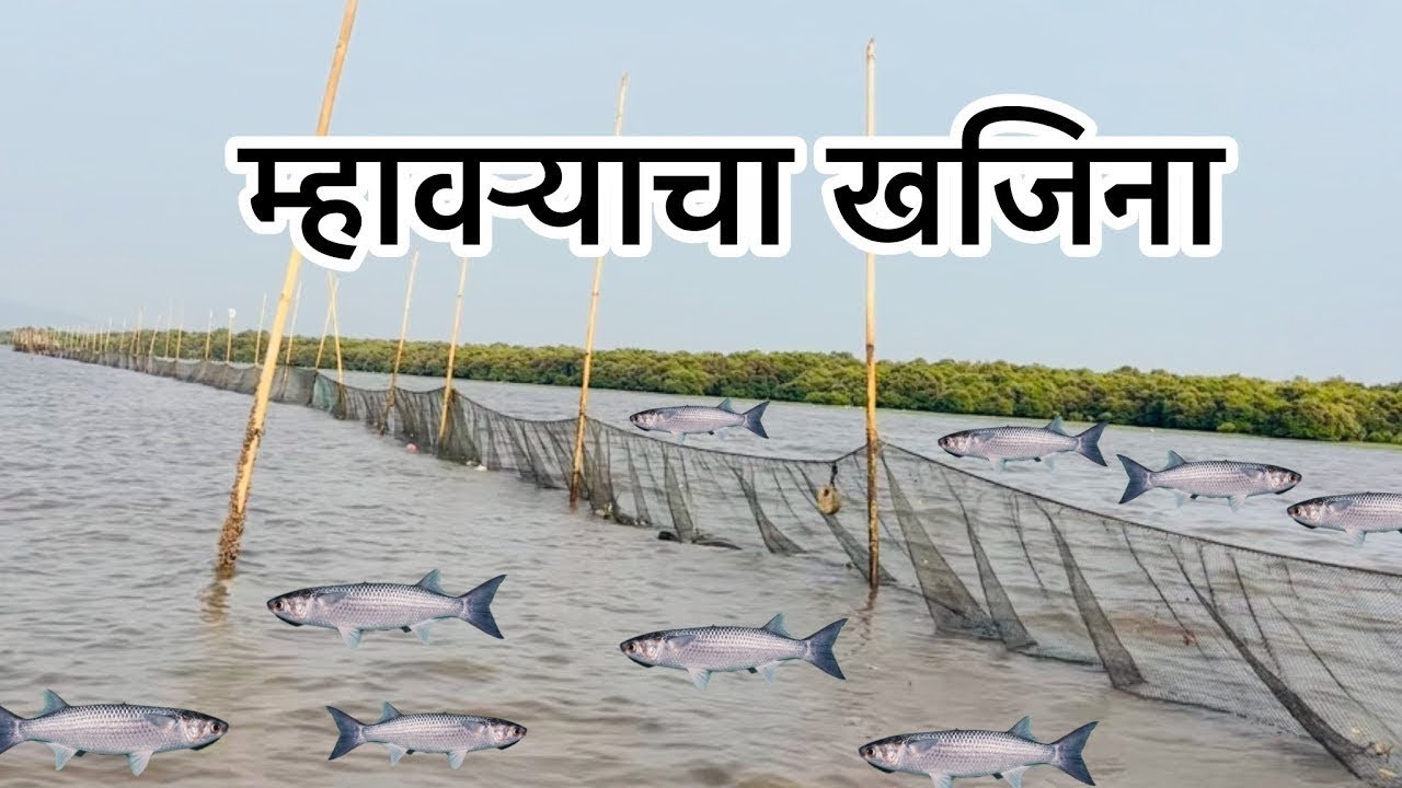 म्हावऱ्याचा खजिना😱 होड्या भरून पडल म्हावर, vann#fish#fishing#aagrikoli#MulletFish #season 