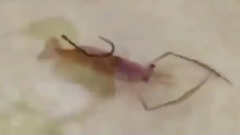 How to Hook Shrimp Multiple Ways - DIY - Fishing Tips - Cách Móc Tôm Sống