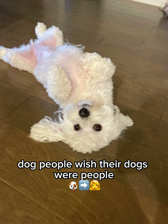 the-difference-between-and-dog-viral-funny-trending-tiktok