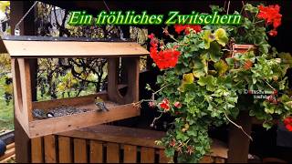 Fröhliches Zwitschern und liebe Grüße für einen schönen Tag  🌺🦜🐦‍⬛