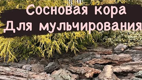 ЛУЧШИЕ два способа мульчирования сосновой корой ❓❗️