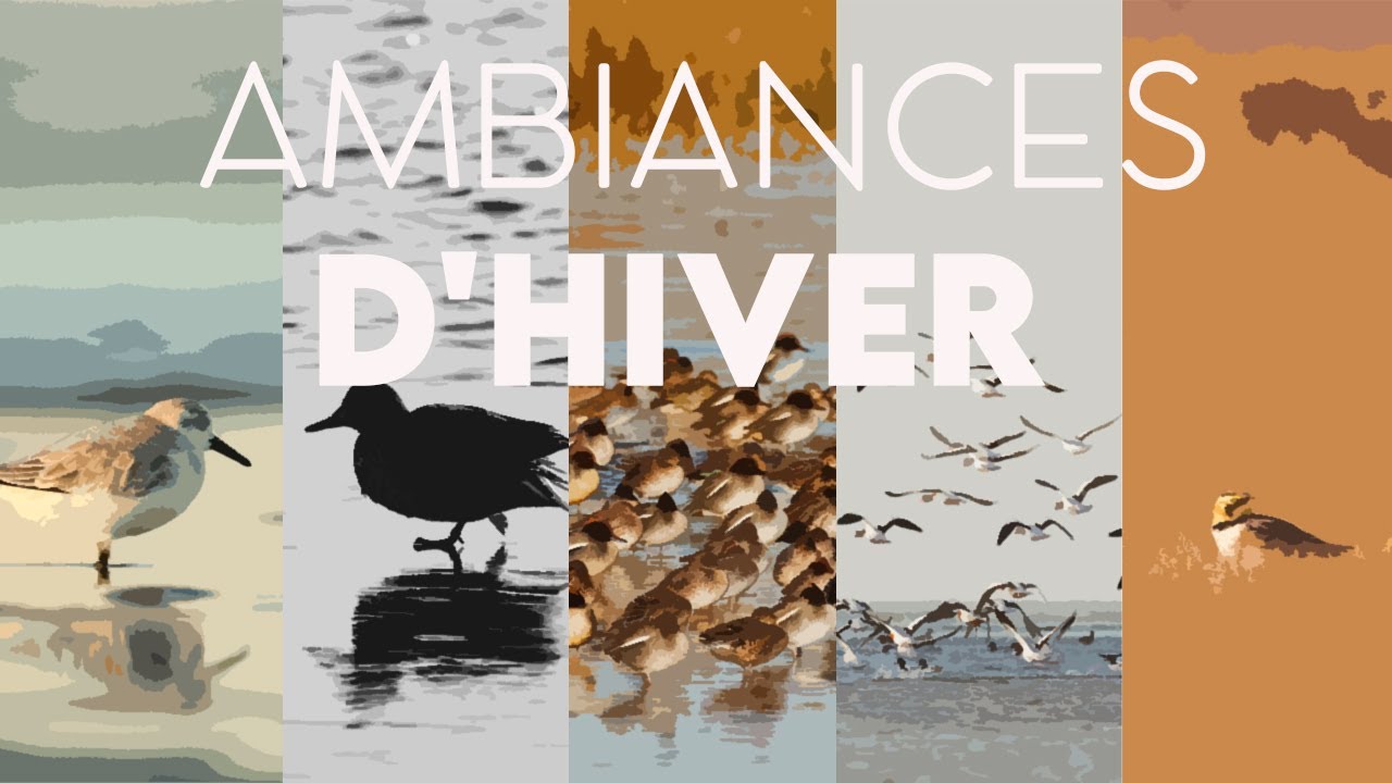 Ambiances d'hiver en BAIE DE SOMME