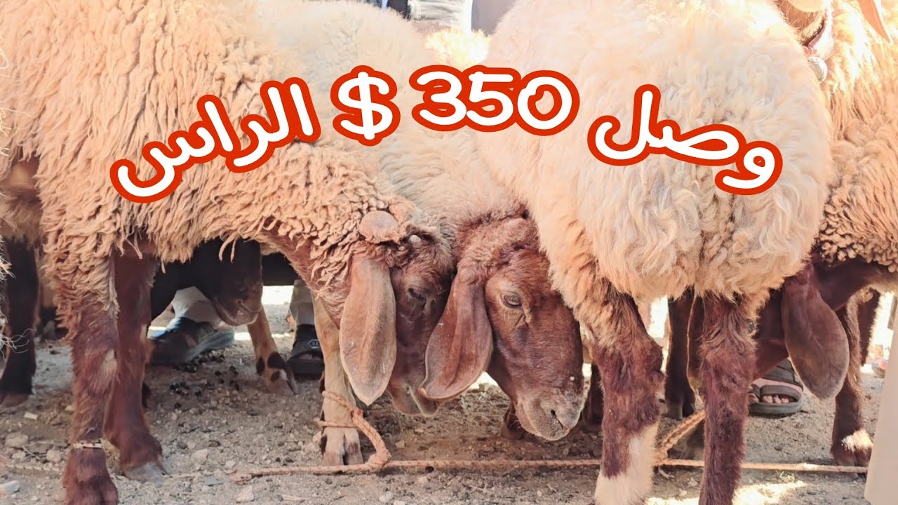 1_ 7 سوق الغنم الدانا شمال سوريا أسعار اللحم والغنم والفطايم والخراف والجدايا وحركة البيع والشراء