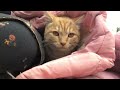 My kitty is taking rest after running #kitten #play #cute