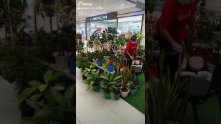 Here At Sm City Sjdm Bulacan   Lets Go Plantitos And Plantitos