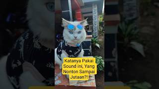 #kucinglucu #kucing #funnycat #kucinggemoy #kucinggemoy #kucinggemas #kucingrandom #cat