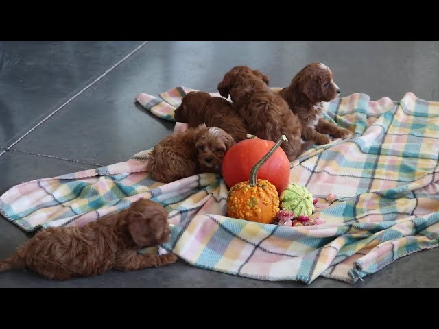 Racco video thumbnail