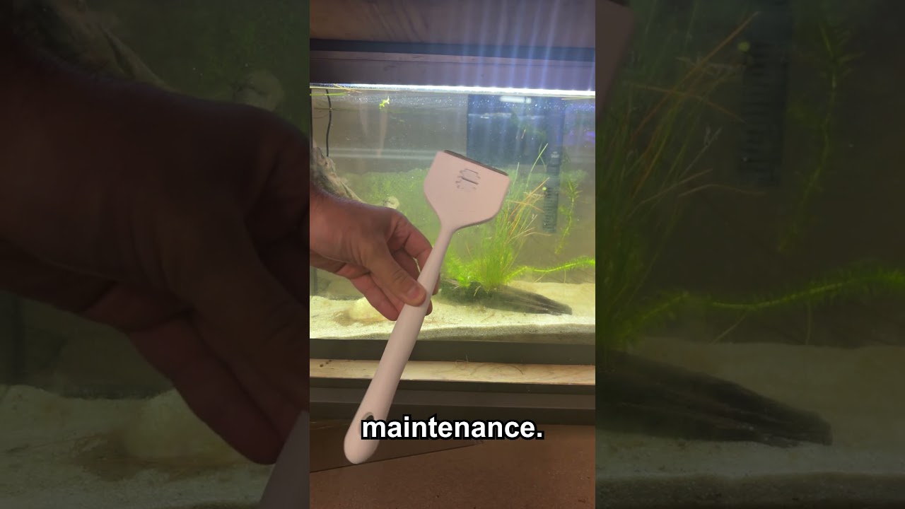 Day 6 of Raising a Baby Bass - the Algae is taking over