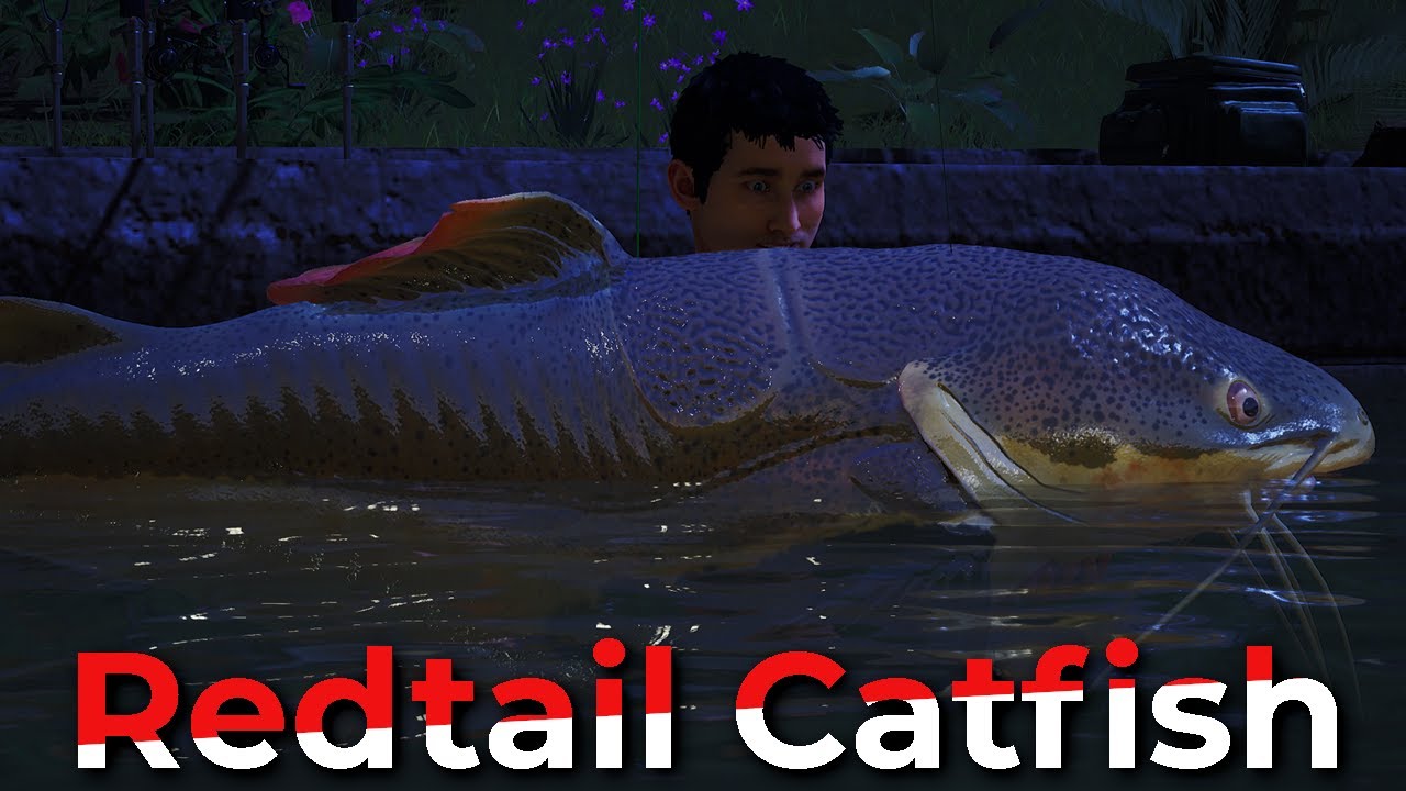 Redtail Catfish -  Game Fishing Guide