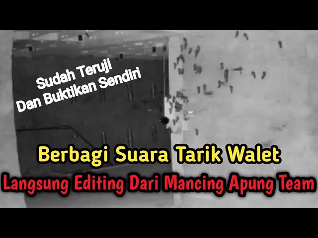 Gratis!!! Suara Tarik Walet ini Yang Anda Cari Cari Selama Ini class=