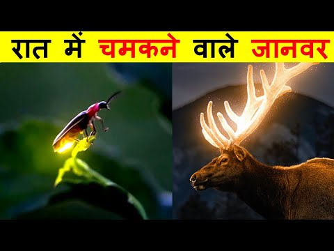 रात में चमकने वाले जानवर। ANIMALS THAT GLOW IN THE NIGHT.