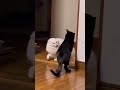 先輩ネコ（すいちゃん）をおちょくるツグミちゃん