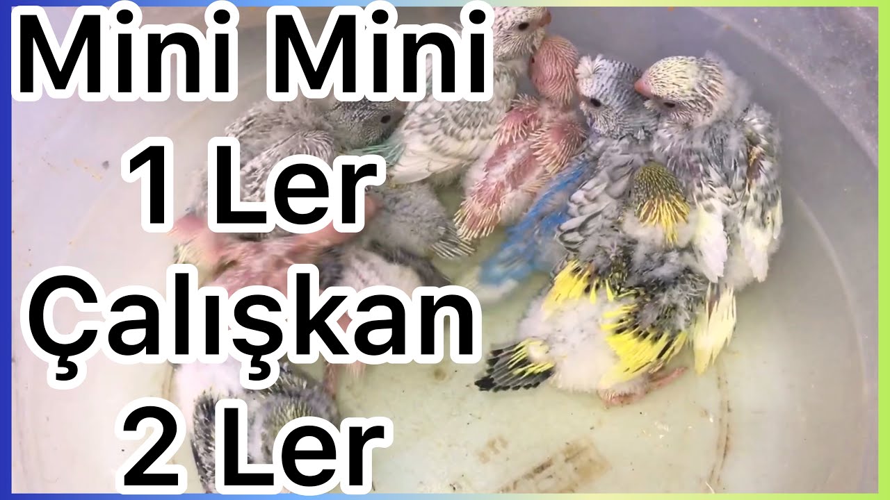 Muhabbetkuşu Yuva Açılışı