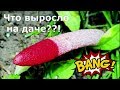 Мутинус собачий | Осторожно, Дачный хоррор!