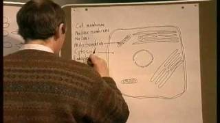 Cell Biology Part 3
