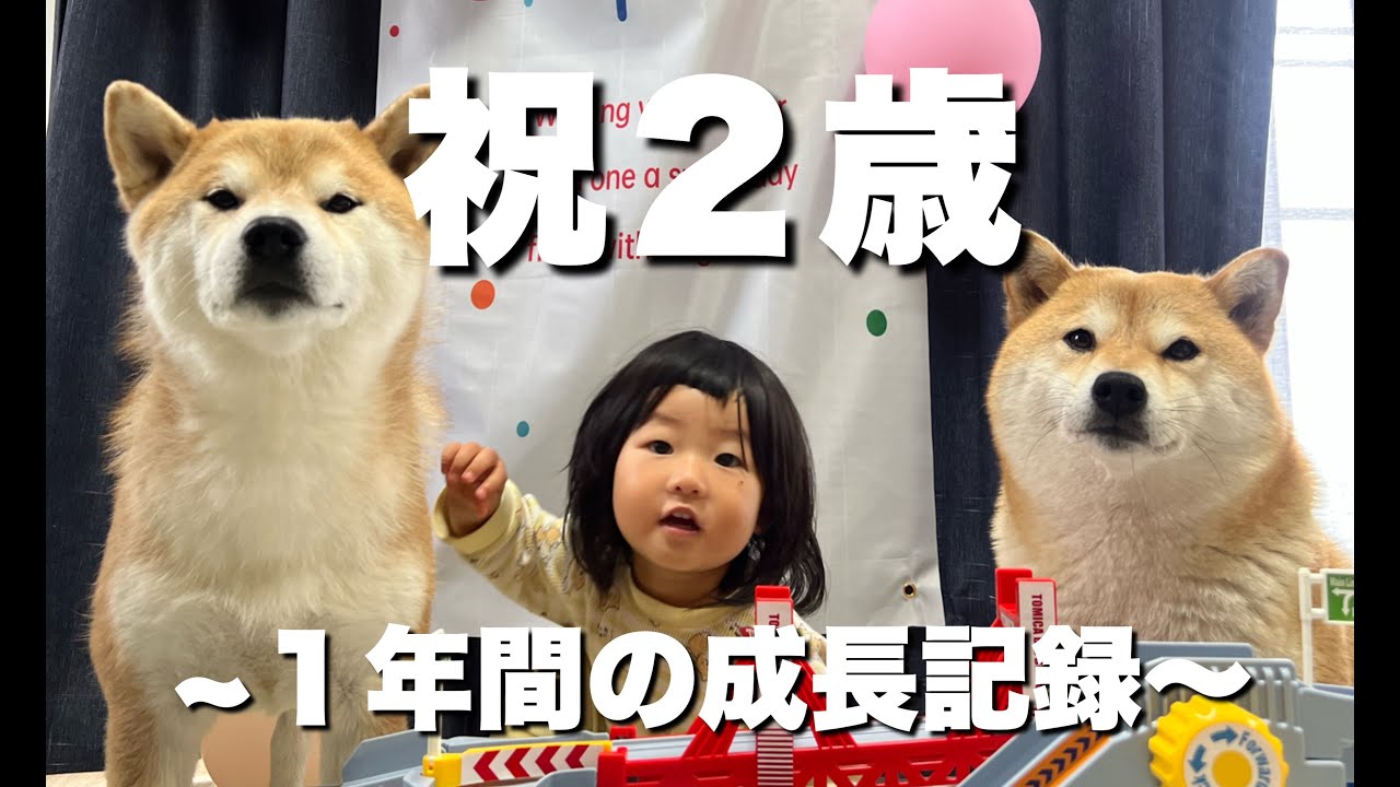 【祝】娘の誕生日に5歳柴犬が発狂！！１年間で子供はここまで変わる