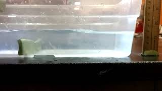 Famous Wave Lab: diffusion and reflection Net Worth